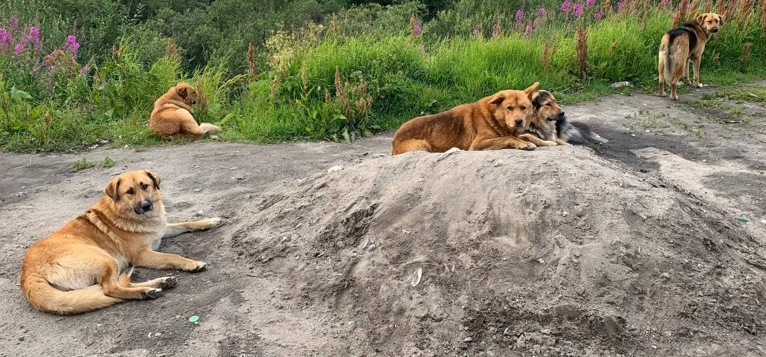 Собаки