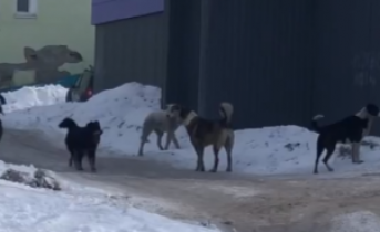 Собаки