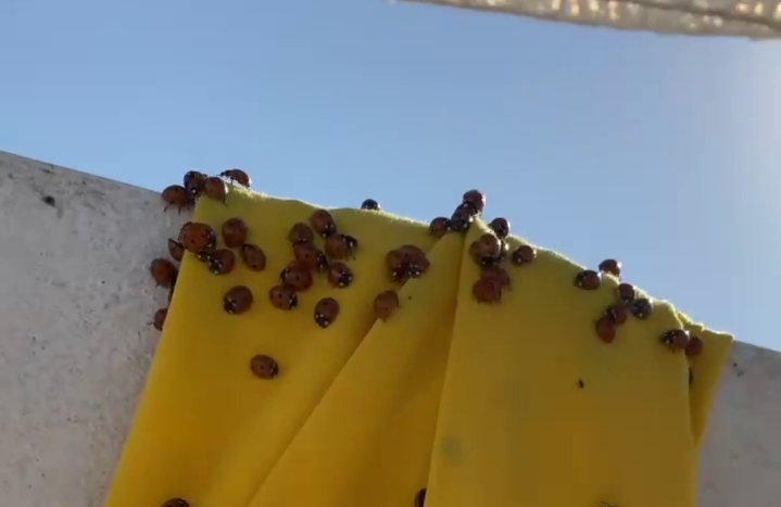 Мурманчанку покусал рой божьих коровок Божьи коровки