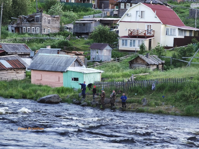 В Умбе начался сезон горбуши, фото Умба