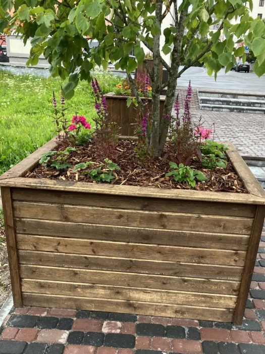 Неизвестные оборвали цветы в городском парке в Заполярье Цветы