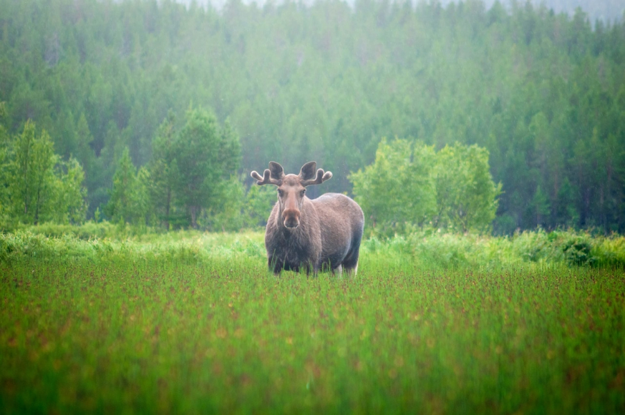 Лось