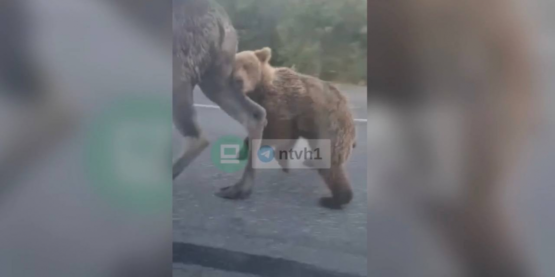 Северянин снял на видео схватку медведя и лося на трассе Медведь