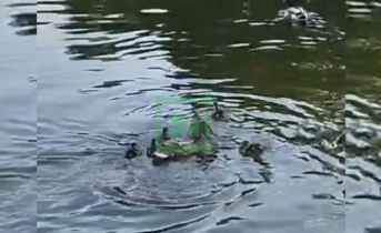 Утка