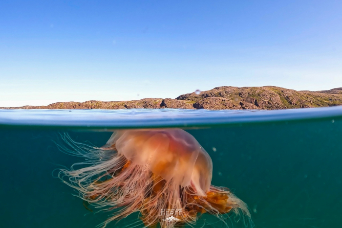 Кадр из Мурманской области покорил соцсети Медуза