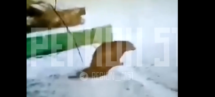 Росомаха