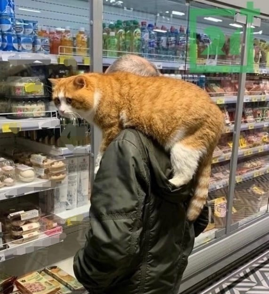 Необычный покупатель Кот
