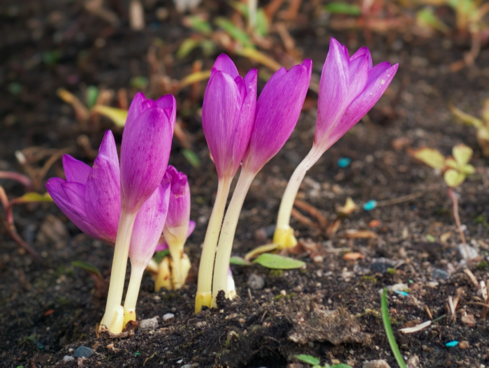 В конце октября в Заполярье распустились нежные и опасные цветы Цветок