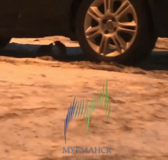 Нашествие крыс в Мурманске Крысы