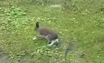 Видео с огромным зайцем в Мурманской области набирает популярность в соцсетях Заяц