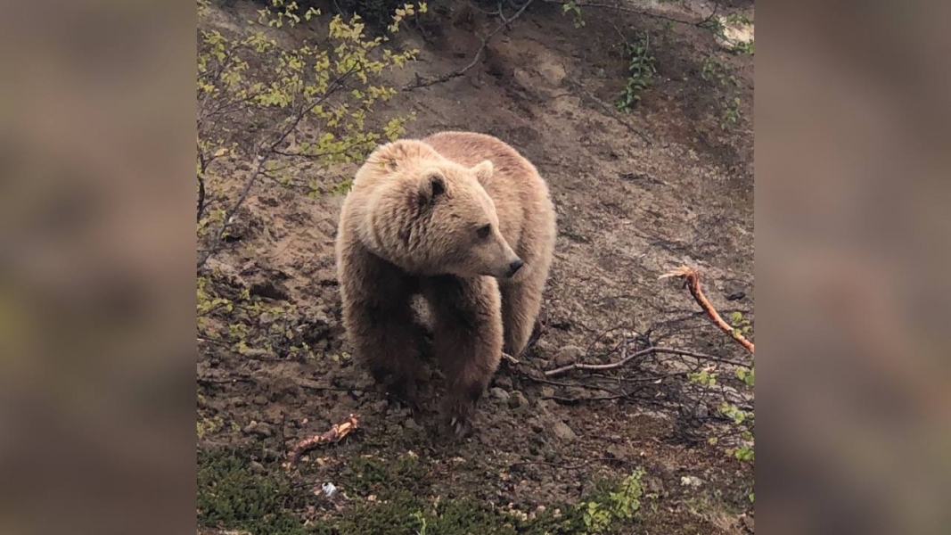 Опасного хищника сняли вблизи на видео в Мурманской области Медведь