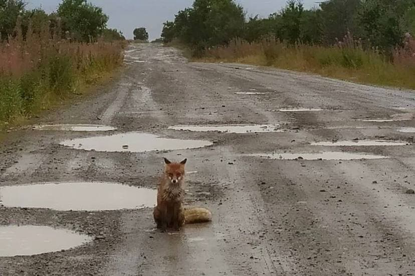 Пушистый патрульный вышел на дорогу в Мурманской области Лиса