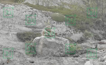 Обезьяна на дороге Обезьяна