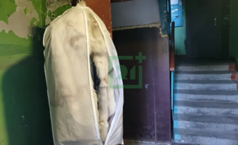 Аттракцион невиданной щедрости. Находка в мурманском подъезде удивила северян Шуба