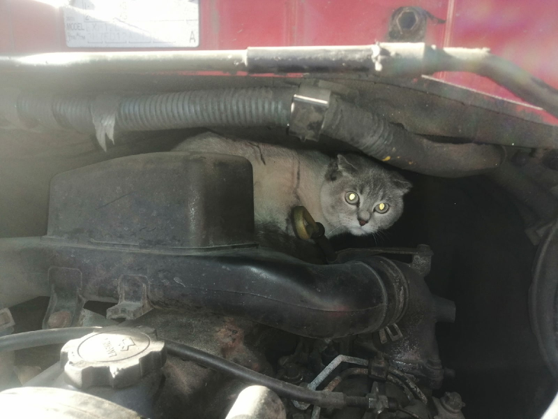 Кот