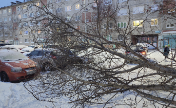 Рухнувшее дерево