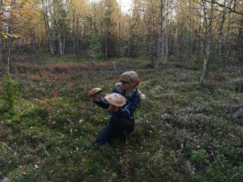Мурманчанка нашла в лесу гигантские грибы Грибы