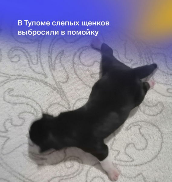 Новорожденных щенков выбросили на помойку в Мурманской области Щенок