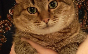 Кот