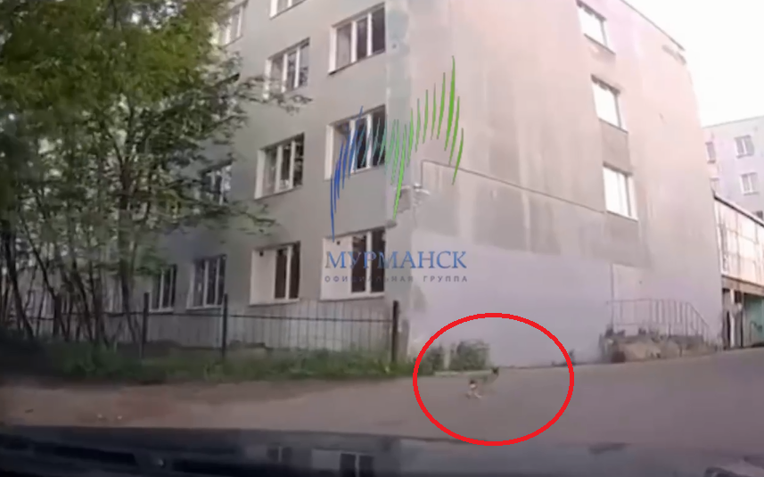 Огромного зайца встретили мурманчане Заяц