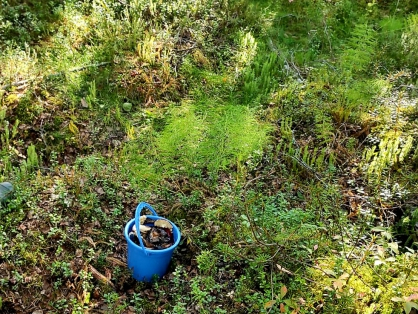 По факту обнаружения тела северянки в лесу проводится проверка Лес