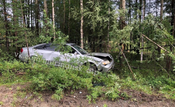 Неожиданную находку сфотографировали в лесу в Мурманской области Лес