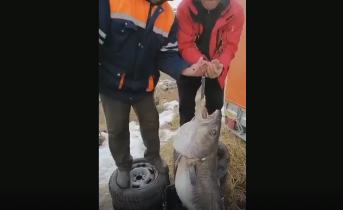Гигантскую рыбу поймали туристы в Мурманской области Рыба