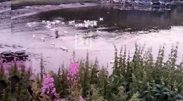 Необычный заплыв прошел ночью в Кольском заливе Гуси