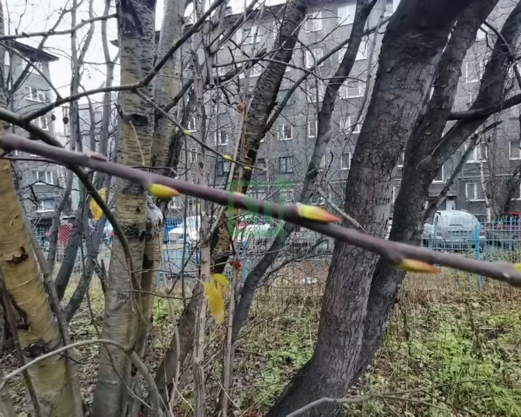 Неожиданный сюрприз. Погода обманула природу в Мурманске Почки