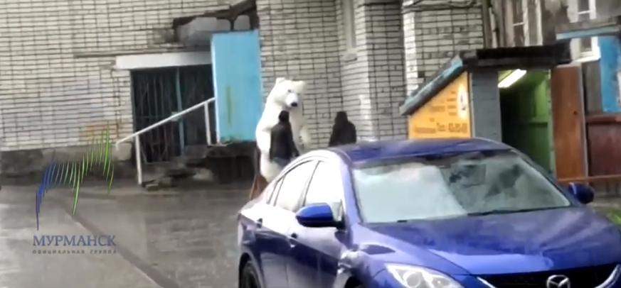 Белый медведь