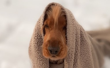 Собака