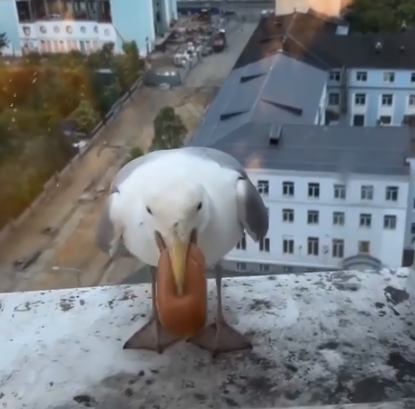 Чайка
