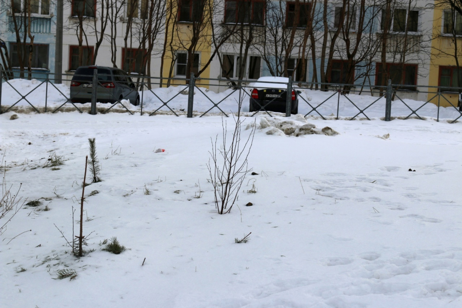 Вандалы отметились в Мурманской области Сосны посадили