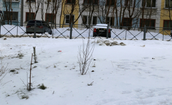 Вандалы отметились в Мурманской области Сосны посадили