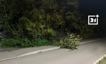 Очередное дерево оказалось на дороге в Мурманске