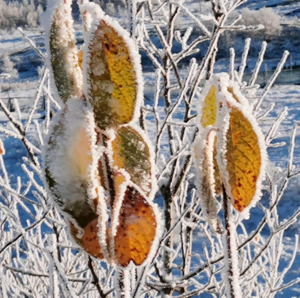 Заморозки