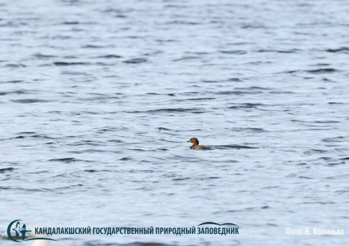 Новый вид в регионе. Малую поганку встретили в заполярной лагуне Птица