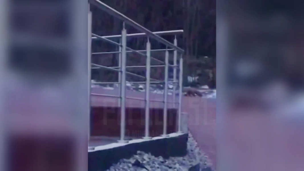 Зверь пришел в парк в Мурманске Лиса
