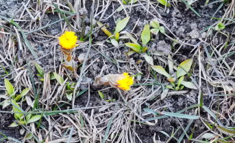 В Мурманской области наступит настоящая весна Цветы