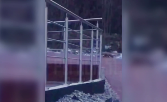 Зверь пришел в парк в Мурманске Лиса