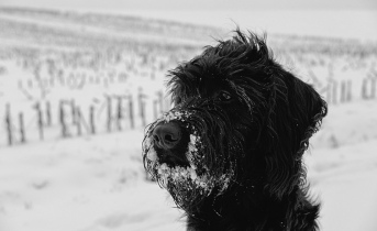 Собака, снег