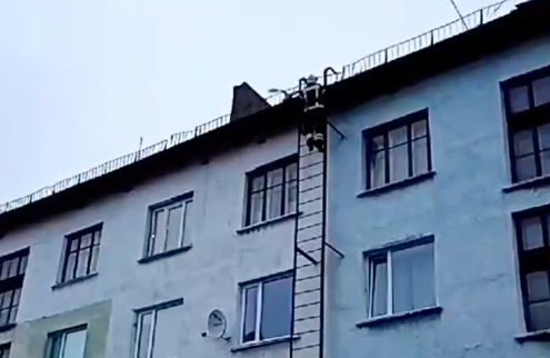Необычное спасение попало на видео в Мурманской области Птица
