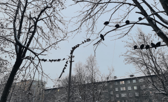 Голуби