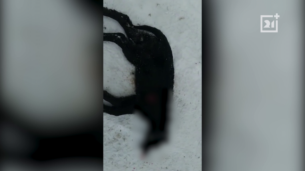 В Мурманске жестоко убили собаку Труп собаки