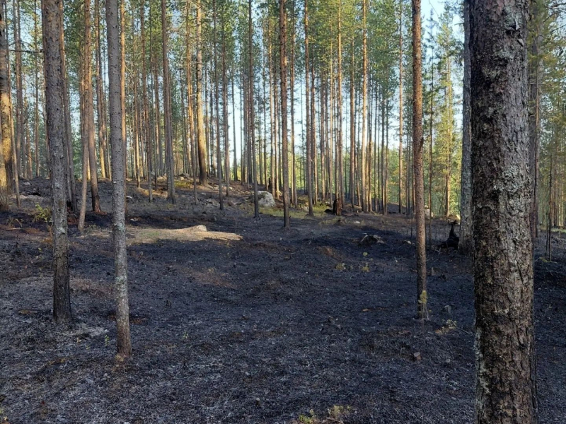 Более 3 тысяч «квадратов» леса сгорели в лесу Мурманской области Пожар