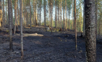 Более 3 тысяч «квадратов» леса сгорели в лесу Мурманской области Пожар