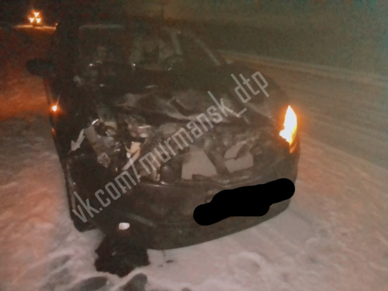 На трассе в Мурманской области сбили лося ДТП