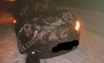 На трассе в Мурманской области сбили лося ДТП