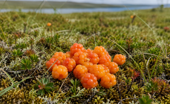 Цены кусаются: сколько стоит первая морошка в Заполярье Морошка