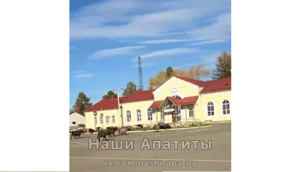 Козлы в Мурманской области вышли пообедать на вокзале Козлы